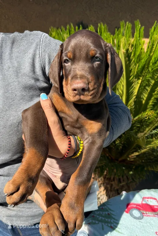 Brown male black collar puppy – Doberman Pinscher puppy for sale in Perris, CA