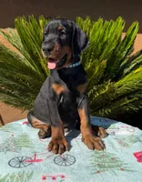 Black male blue collar puppy , a male Doberman Pinscher for sale in Perris, CA – 2 of 2