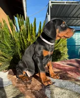 Female puppy purple collar , a female Doberman Pinscher for sale in Perris, CA – Photo 1 of 2