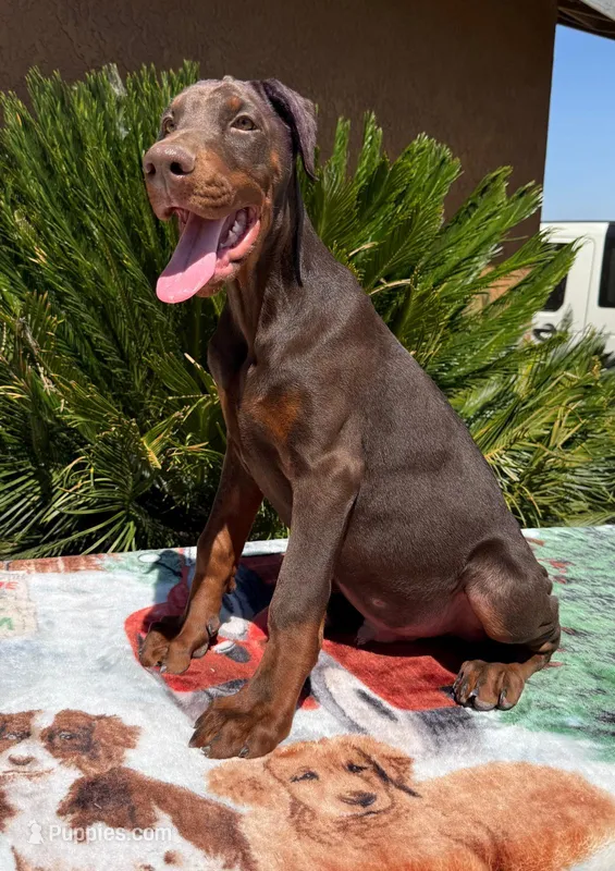 Brown male puppy  – Doberman Pinscher puppy for sale in Perris, CA
