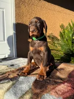 Brown male green collar , a male Doberman Pinscher for sale in Perris, CA – Photo 1 of 2