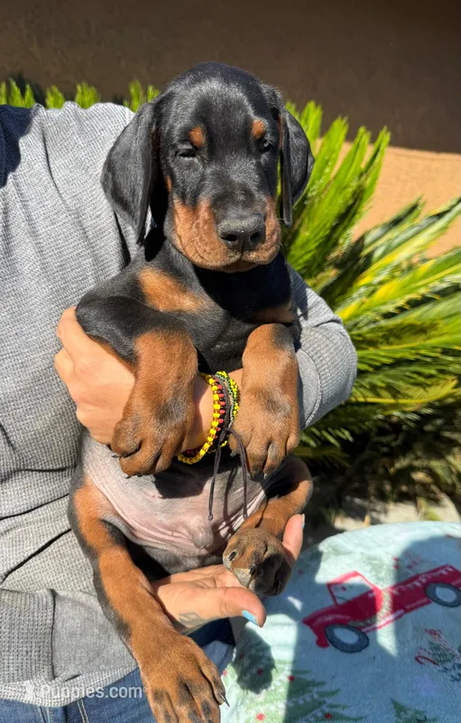 Black male blue collar puppy  – Doberman Pinscher puppy for sale in Perris, CA