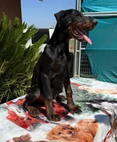 Black male puppy, a male Doberman Pinscher for sale in Perris, CA – 1 of 1