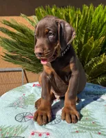 Brown male black collar puppy, a male Doberman Pinscher for sale in Perris, CA – 2 of 2
