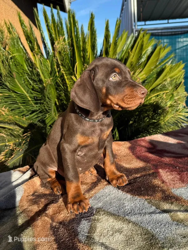 Brown male black collar 
