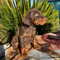 Brown male black collar , a male Doberman Pinscher for sale in Perris, CA – Photo 1 of 2