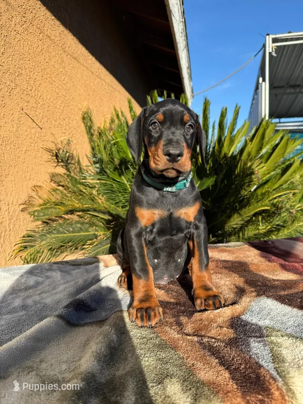 Black male green collar 
