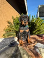 Black male green collar , a male Doberman Pinscher for sale in Perris, CA – Photo 1 of 2