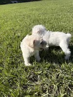 Miniature schnauzer , a male Miniature Schnauzer for sale in Auburndale, FL – Photo 6 of 8