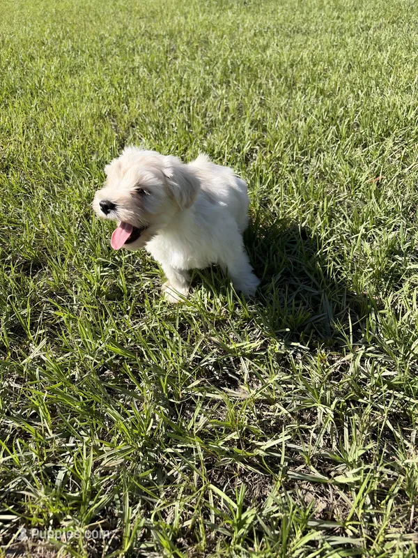 Miniature schnauzer  – Miniature Schnauzer puppy for sale in Auburndale, FL