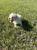 Miniature schnauzer , a male Miniature Schnauzer for sale in Auburndale, FL – Photo 1 of 8