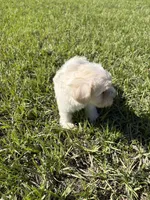 Miniature schnauzer , a male Miniature Schnauzer for sale in Auburndale, FL – Photo 2 of 8