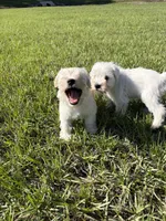 Miniature schnauzer , a male Miniature Schnauzer for sale in Auburndale, FL – Photo 8 of 8