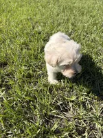 Miniature schnauzer , a male Miniature Schnauzer for sale in Auburndale, FL – Photo 4 of 8