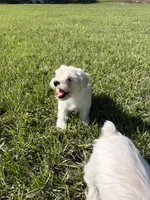 Miniature schnauzer , a male Miniature Schnauzer for sale in Auburndale, FL – Photo 3 of 8