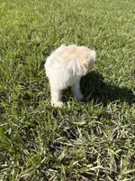 Miniature schnauzer , a male Miniature Schnauzer for sale in Auburndale, FL – Photo 7 of 8