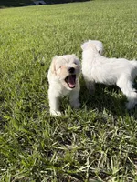 Miniature schnauzer , a male Miniature Schnauzer for sale in Auburndale, FL – Photo 5 of 8