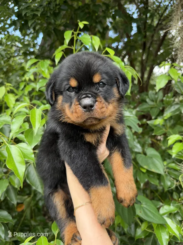 shadow – Rottweiler puppy for sale in Arcadia, FL