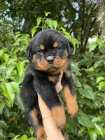 shadow, a male Rottweiler for sale in Arcadia, FL – 1 of 4