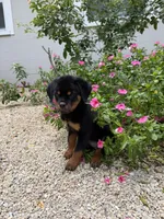 isa, a female Rottweiler for sale in Arcadia, FL – 4 of 4