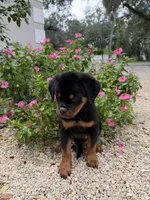 isa, a female Rottweiler for sale in Arcadia, FL – 3 of 4