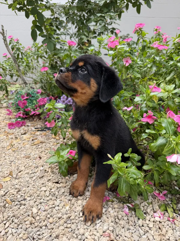 isa – Rottweiler puppy for sale in Arcadia, FL