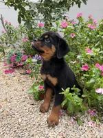 isa, a female Rottweiler for sale in Arcadia, FL – 1 of 4