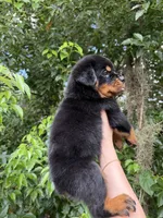 shadow, a male Rottweiler for sale in Arcadia, FL – 3 of 4