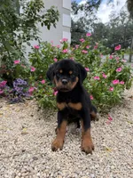 isa, a female Rottweiler for sale in Arcadia, FL – 2 of 4
