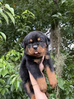 shadow, a male Rottweiler for sale in Arcadia, FL – 2 of 4