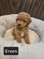 Green , a male Poodle - Miniature  for sale in Tacoma, WA – 2 of 4
