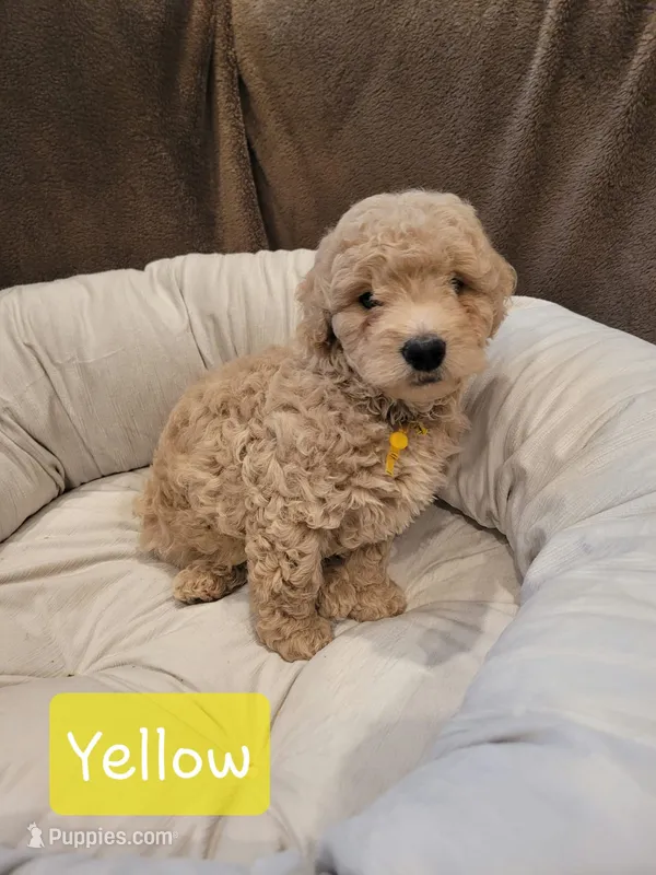 Yellow  – Poodle - Miniature  puppy for sale in Tacoma, WA