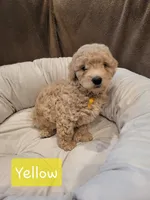 Yellow , a male Poodle - Miniature  for sale in Tacoma, WA – 2 of 4