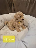 Yellow , a male Poodle - Miniature  for sale in Tacoma, WA – 3 of 4
