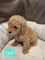 Teal, a female Poodle - Miniature  for sale in Tacoma, WA – 6 of 7