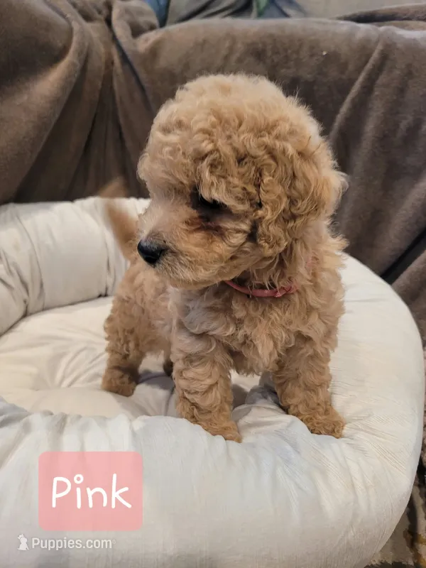 Pink – Poodle - Miniature  puppy for sale in Tacoma, WA