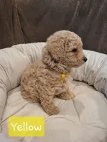 Yellow , a male Poodle - Miniature  for sale in Tacoma, WA – 4 of 4