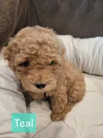 Teal, a female Poodle - Miniature  for sale in Tacoma, WA – 5 of 7