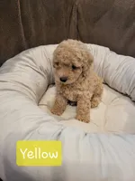 Yellow , a male Poodle - Miniature  for sale in Tacoma, WA – 1 of 4