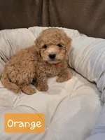 Orange , a male Poodle - Miniature  for sale in Tacoma, WA – 2 of 3