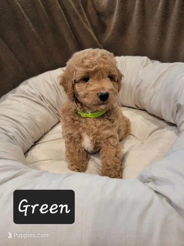 Green  – Poodle - Miniature  puppy for sale in Tacoma, WA