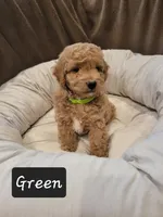 Green , a male Poodle - Miniature  for sale in Tacoma, WA – 1 of 4