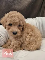 Pink, a female Poodle - Miniature  for sale in Tacoma, WA – 3 of 4