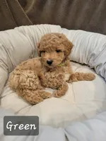 Green , a male Poodle - Miniature  for sale in Tacoma, WA – 4 of 4