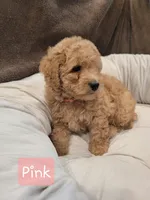 Pink, a female Poodle - Miniature  for sale in Tacoma, WA – 2 of 4
