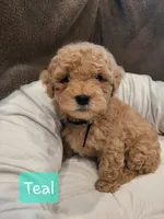 Teal, a female Poodle - Miniature  for sale in Tacoma, WA – 3 of 7