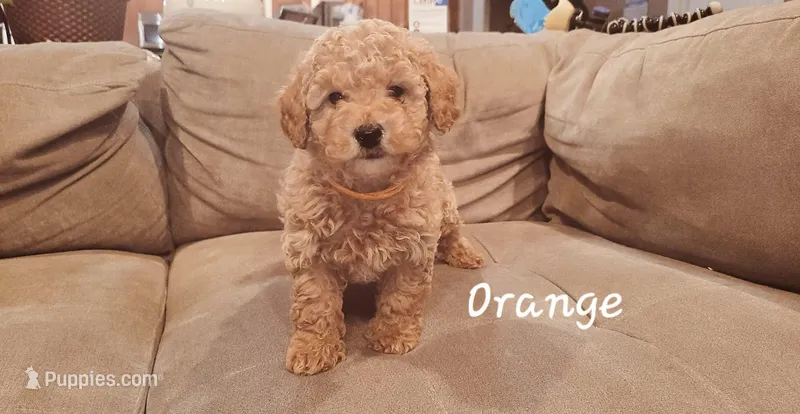 Orange, a male Poodle - Miniature  for sale in Tacoma, WA – Photo 1 of 4
