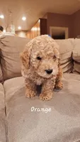Orange, a male Poodle - Miniature  for sale in Tacoma, WA – Photo 2 of 4