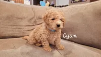 Cyan, a male Poodle - Miniature  for sale in Tacoma, WA – Photo 4 of 5