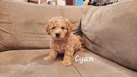 Cyan, a male Poodle - Miniature  for sale in Tacoma, WA – Photo 5 of 5